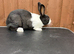 Baby Dutch Rabbits For Sale