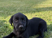 Beautiful Black Labrador Puppies