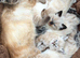 The "Heart-Melter" Stunning Ragdoll Kittens in Sutton Coldfield