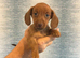 Miniature dachshunds for sale