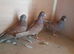 3 red pigeons