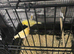 Canaries