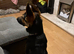 German Shepherd cross Belgian Shepherd