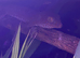 Pair of Tokays with 2 Vivs