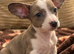 BEAUTIFUL Mini- Dachshund PUPPIES LOOKING FOR THEIR FOREVER HOMES