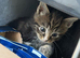 Ginger and 3 tabby kittens