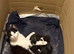Beautiful playful kittens