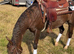 Fancy 2020 AQHA/APHA mare