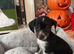 Parson russell terrier
