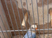 Lovebirds