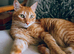 Ginger kittens