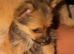 Yorkie cross you Pom