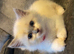 X2 beautiful pure breed ragdoll kittens x1 male x1 female