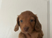 Long Haired Miniature Dachshund
