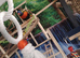 6mth old rainbow lorikeet