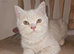 Available now. Champion lines British Shorthair kittens