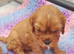 Beautiful cavalier King Charles puppies