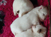 Pomeranian puppies