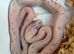 Palmetto Het Hypo 66%caramel 50%amel Anery Motley Red Coat Sunkissed