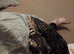 Black and white Argentine tegu
