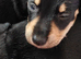 Schnauzer x Daschund puppies