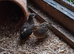 Chinese painted quail hatching eggs