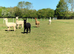 Alpaca