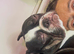 Black and white male French bull dog 1 year old