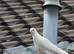 Adult pair tippler