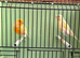 2026 yellow dimorphic pair