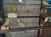Young budgies 2026 hatched