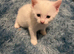 white male kitten with bobtail