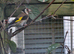 2025 Goldfinch pr