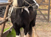 Heavy cob mare