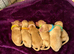Cockapoo puppies
