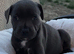 Staffy kc registered
