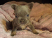REDUCED! Fluffy & Pink frenchie