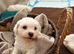 Beautiful Cavachon Puppies Looking for Their Forever Loving Homes ️