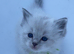 Beautiful Ragdoll Kittens