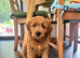 F1 medium sized Goldendoodle