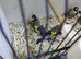 2 pair goldfinchs for sale 2025