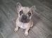 KC french bulldog pup