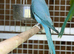 Blue ring neck parrot