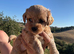 Gorgeous shihpoo pups