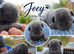 Exotic Pug puppies