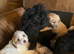 Poogles beagle x mini poodle