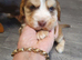 Puppys for sale