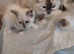 Stunning ragdoll kittens