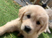 Gorgeous golden retriever puppies ️