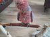 Hand reared galah cockatoo
